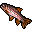 rainbow trout rainbow trout