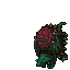 Tortuga Map Bearer